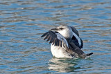 Black Guillemot - Zwarte Zeekoet - Cepphus grylle