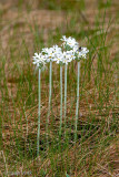 Primula magellanica