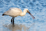Eurasian Spoonbill - Lepelaar - Platalea leucorodia