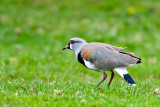 Southern Lapwing - Chileense Kievit - Vanellus chilensis