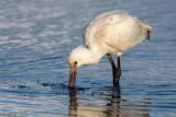 Eurasian Spoonbill - Lepelaar - Platalea leucorodia