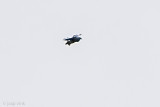 Andean Condor - Andescondor - Vultur gryphus