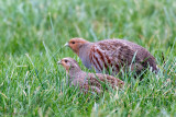 Grey Partridge - Patrijs -Perdix perdix