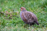 Grey Partridge - Patrijs -Perdix perdix