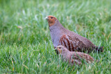 Grey Partridge - Patrijs -Perdix perdix