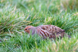 Grey Partridge - Patrijs -Perdix perdix