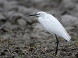 Little Egret - Kleine Zilverreiger - Egretta garzetta