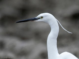 Little Egret - Kleine Zilverreiger - Egretta garzetta