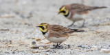 Shore Lark - Strandleeuwerik - Eremophila alpestris