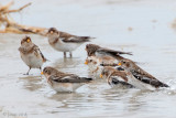 Snow Bunting - Sneeuwgors - Plectrophenax nivalis
