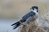 Peregrine - Slechtvalk - Falco peregrinus
