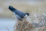 Peregrine - Slechtvalk - Falco peregrinus