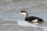 Black-throated Diver - Parelduiker - Gavia arctica
