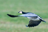 Barnacle Goose - Brandgans - Branta leucopsis