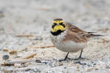 Shore Lark - Strandleeuwerik - Eremophila alpestris