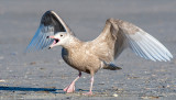 Glaucous Gull - Grote Burgemeester - Larus hyperboreus
