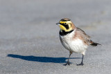 Shore Lark - Strandleeuwerik - Eremophila alpestris