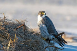Peregrine - Slechtvalk - Falco peregrinus