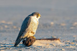 Peregrine - Slechtvalk - Falco peregrinus