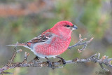 Pine Grosbeak - Haakbek - Pinicola enucleator