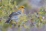 Pine Grosbeak - Haakbek - Pinicola enucleator