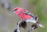 Pine Grosbeak - Haakbek - Pinicola enucleator