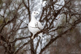 Willow Ptarmigan - Moerassneeuwhoen - Lagopus lagopus