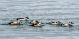 Stellers Eider - Stellers Eider - Polysticta stelleri