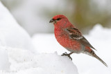 Pine Grosbeak - Haakbek - Pinicola enucleator