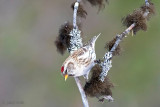 Common Redpoll - Grote Barmsijs - Acanthis flammea