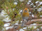 Pine Grosbeak - Haakbek - Pinicola enucleator