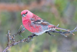 Pine Grosbeak - Haakbek - Pinicola enucleator