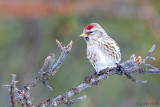 Common Redpoll - Grote Barmsijs - Acanthis flammea