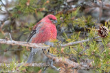 Pine Grosbeak - Haakbek - Pinicola enucleator