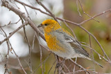 Pine Grosbeak - Haakbek - Pinicola enucleator