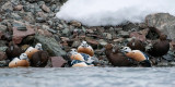 Stellers Eider - Stellers Eider - Polysticta stelleri