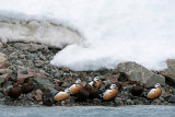 Stellers Eider - Stellers Eider - Polysticta stelleri