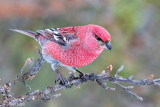 Pine Grosbeak - Haakbek - Pinicola enucleator