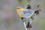 Pine Grosbeak - Haakbek - Pinicola enucleator