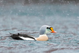 King Eider - Koningseider - Somateria spectabilis