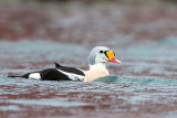 King Eider - Koningseider - Somateria spectabilis