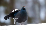 Black Grouse - Korhoen - Lyrurus tetrix