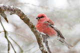 Pine Grosbeak - Haakbek - Pinicola enucleator