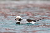 Long-tailed Duck - IJseend - Clangula hyemalis