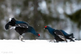 Black Grouse - Korhoen - Lyrurus tetrix