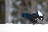 Black Grouse - Korhoen - Lyrurus tetrix