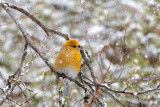 Pine Grosbeak - Haakbek - Pinicola enucleator