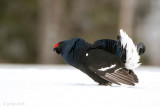 Black Grouse - Korhoen - Lyrurus tetrix