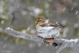 Common Redpoll - Grote Barmsijs -Acanthis flammea