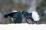 Black Grouse - Korhoen - Lyrurus tetrix